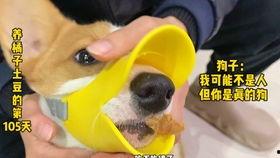 吃瓜小熊猫,揭秘娱乐圈那些事儿