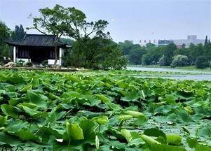 菱湖公园吃瓜事件视频,一场引发热议的公共冲突瞬间