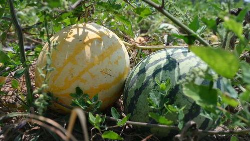 羽诺吃瓜,揭秘娱乐圈背后的那些事儿