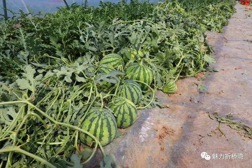 吃瓜 桥,网络热词背后的文化现象