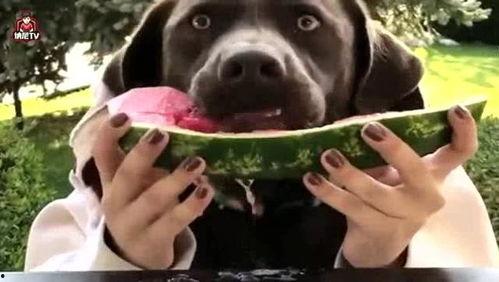 吃瓜汪星人,揭秘吃瓜汪星人的趣味生活