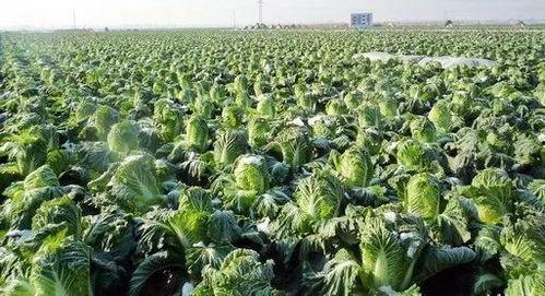 抚宁吃瓜视频曝光,揭秘背后惊人真相