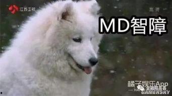 狼崽吃瓜,揭秘野生动物的趣味瞬间