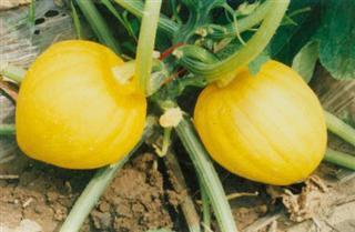 小栗吃瓜,揭秘娱乐圈那些不为人知的幕后故事