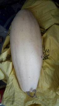 吃瓜大白大结局