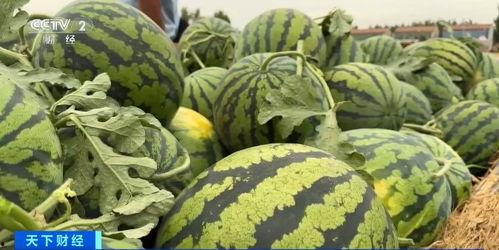 瓜瓜吃瓜情节鉴赏