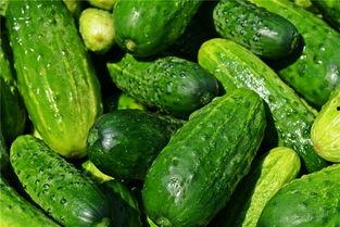 梦见吃黃瓜,揭秘梦中吃黄瓜的神秘寓意