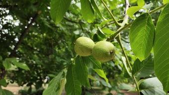 牛吃绿瓜,田园牧歌中的和谐画卷