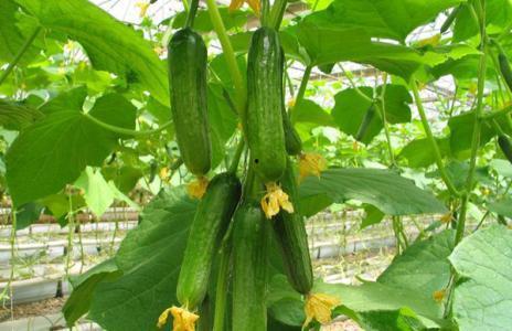 瓜吃植物的动物