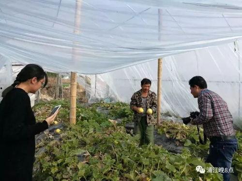 辽宁锦州吃瓜群众,吃瓜群众的夏日盛宴