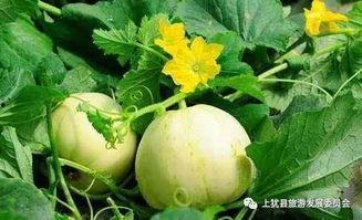 梦吃梨瓜,探寻神秘梦境中的奇幻果实